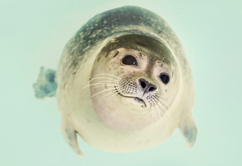 Seal-HostedFromSite